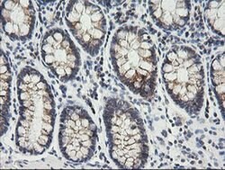 MRPS34 Monoclonal Antibody (OTI4E8), TrueMAB , OriGene 100 &mu;L; Unconjugated:Antibodies,