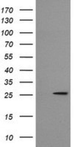 MRPS34 Mouse anti-Human, Clone: OTI4B9, lyophilized, TrueMAB 100 &mu;g;