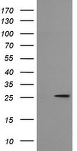 MRPS34 Monoclonal Antibody (OTI4B9), TrueMAB , OriGene 30 &mu;L | Buy Online | Origene Technologies | Fisher Scientific