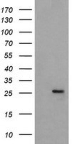 MRPS34 Mouse anti-Canine, Human, Clone: OTI4E8, lyophilized, TrueMAB 100 &mu;g | Buy Online | Origene Technologies | Fisher Scientific