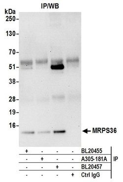 MRPS36 Rabbit anti-Human, Polyclonal, Bethyl Laboratories 100 &mu;L; Unconjugated:Antibodies,