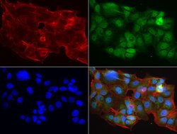 MRPS7 Mouse anti-Human, Clone: UMAB156, liquid, UltraMAB 100 &mu;L; Unconjugated:Antibodies,