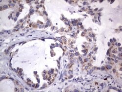 MRPS7 Mouse anti-Human, Clone: UMAB156, liquid, UltraMAB 100 &mu;L; Unconjugated:Antibodies,