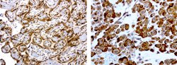 MRPS7 Mouse anti-Human, Clone: UMAB156, liquid, UltraMAB 100 &mu;L; Unconjugated:Antibodies,