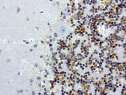 MRPS7 Mouse anti-Human, Clone: UMAB156, liquid, UltraMAB 100 &mu;L; Unconjugated:Antibodies,