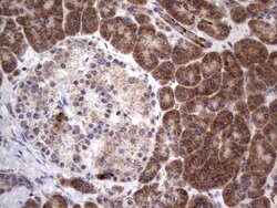 MRPS7 Mouse anti-Human, Clone: UMAB156, liquid, UltraMAB 100 &mu;L; Unconjugated:Antibodies,