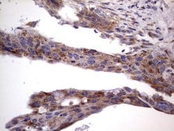 MRPS7 Mouse anti-Human, Clone: UMAB156, liquid, UltraMAB 100 &mu;L; Unconjugated:Antibodies,