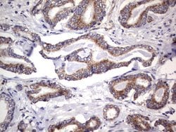 MRPS7 Mouse anti-Human, Clone: UMAB156, liquid, UltraMAB 100 &mu;L; Unconjugated:Antibodies,