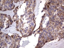 MRPS7 Mouse anti-Human, Clone: UMAB156, liquid, UltraMAB 100 &mu;L; Unconjugated:Antibodies,