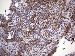 MRPS7 Mouse anti-Human, Clone: UMAB156, liquid, UltraMAB 100 &mu;L; Unconjugated:Antibodies,