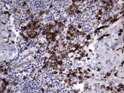 MRPS7 Mouse anti-Human, Clone: UMAB156, liquid, UltraMAB 100 &mu;L; Unconjugated:Antibodies,