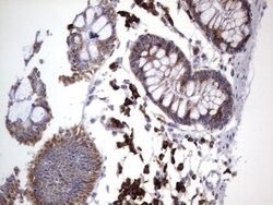 MRPS7 Mouse anti-Human, Clone: UMAB156, liquid, UltraMAB 100 &mu;L; Unconjugated:Antibodies,