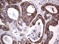 MRPS7 Mouse anti-Human, Clone: UMAB156, liquid, UltraMAB 100 &mu;L; Unconjugated:Antibodies,