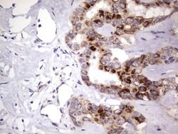 MRPS7 Mouse anti-Human, Clone: UMAB156, liquid, UltraMAB 100 &mu;L; Unconjugated:Antibodies,