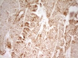 MRRF Monoclonal Antibody (OTI2A9), TrueMAB , OriGene 100 &mu;L; Unconjugated:Antibodies,