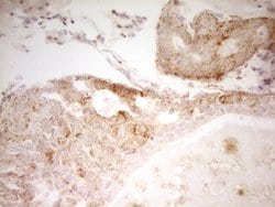 MRRF Monoclonal Antibody (OTI2A9), TrueMAB , OriGene 100 &mu;L; Unconjugated:Antibodies,