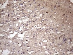 MS4A12 Monoclonal Antibody (OTI3F9), TrueMAB , OriGene 100 &mu;L; Unconjugated:Antibodies,