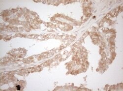 MS4A12 Mouse anti-Human, Clone: OTI5F5, lyophilized, TrueMAB 100 &mu;g;
