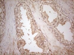 MS4A12 Mouse anti-Human, Clone: OTI5F5, lyophilized, TrueMAB 100 &mu;g;