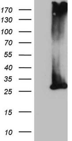 MS4A12 Monoclonal Antibody (OTI3F9), TrueMAB , OriGene 100 &mu;L; Unconjugated:Antibodies,