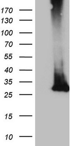 MS4A12 Monoclonal Antibody (OTI1A9), TrueMAB , OriGene 100 &mu;L; Unconjugated:Antibodies,