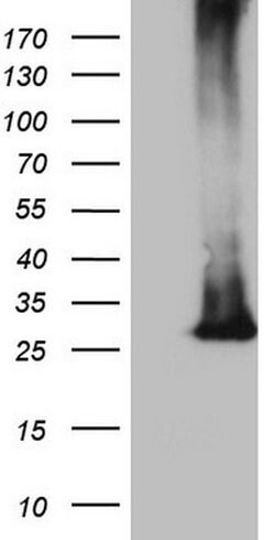 MS4A12 Monoclonal Antibody (OTI1H8), TrueMAB , OriGene:Antibodies:Primary