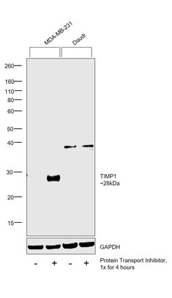 Invitrogen TIMP1 Monoclonal Antibody (102D1) 200 &mu;g; Unconjugated:Antibodies,