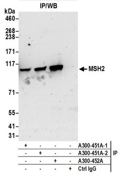 MSH2 Rabbit anti-Human, Mouse, Polyclonal, Bethyl Laboratories 100 &mu;L;