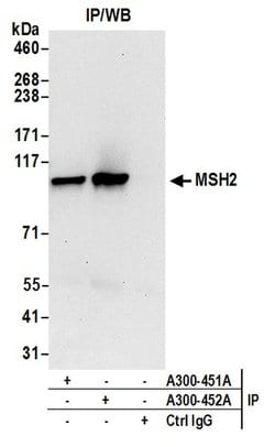 MSH2 Rabbit anti-Human, Mouse, Polyclonal, Bethyl Laboratories 100 &mu;L;