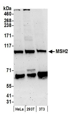 MSH2 Rabbit anti-Human, Mouse, Polyclonal, Bethyl Laboratories 100 &mu;L;