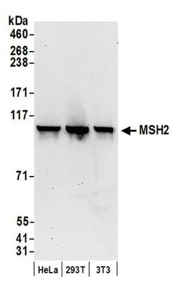 MSH2 Rabbit anti-Human, Mouse, Polyclonal, Bethyl Laboratories 100 &mu;L;