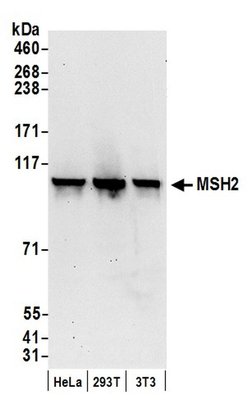MSH2 Polyclonal Antibody, Bethyl Laboratories 20 &mu;l; Unlabeled:Antibodies,