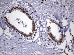 MSH2 Mouse anti-Human, Clone: UMAB259, liquid, UltraMAB 100 &mu;L; Unconjugated:Antibodies,
