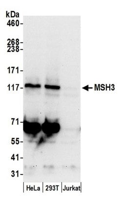 MSH3 Polyclonal Antibody, Bethyl Laboratories 20 &mu;L; Unconjugated | Buy Online | Bethyl Laboratories, Inc | Fisher Scientific