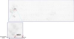 MSI1 Mouse anti-Human, Clone: UMAB127, liquid, UltraMAB 100 &mu;L; Unconjugated:Antibodies,