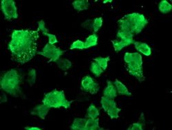 MSI1 Monoclonal Antibody (OTI2G9), TrueMAB , OriGene 30 &mu;L; Unconjugated:Antibodies,