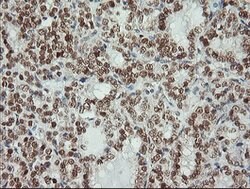MSI1 Mouse anti-Human, Clone: OTI2H9, lyophilized, TrueMAB 100 &mu;g; Unconjugated:Antibodies,