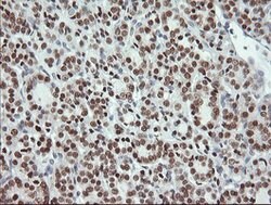 MSI1 Mouse anti-Human, Clone: OTI2E9, lyophilized, TrueMAB 100 &mu;g; Unconjugated:Antibodies,
