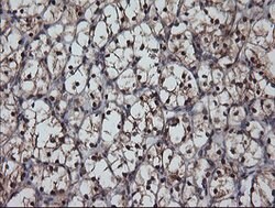 MSI1 Mouse anti-Human, Clone: OTI2E9, lyophilized, TrueMAB 100 &mu;g; Unconjugated:Antibodies,