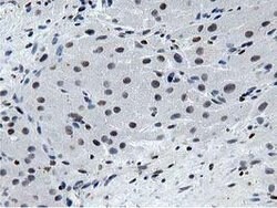MSI1 Mouse anti-Human, Clone: OTI3G4, lyophilized, TrueMAB 100 &mu;g; Unconjugated:Antibodies,