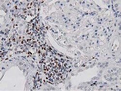 MSI1 Mouse anti-Human, Clone: OTI3G4, lyophilized, TrueMAB 100 &mu;g; Unconjugated:Antibodies,