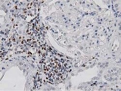 MSI1 Monoclonal Antibody (OTI3G4), TrueMAB , OriGene 30 &mu;L; Unconjugated:Antibodies,