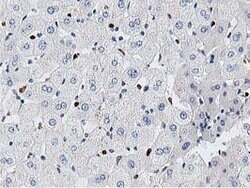 MSI1 Mouse anti-Human, Clone: OTI3G4, lyophilized, TrueMAB 100 &mu;g; Unconjugated:Antibodies,