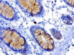 MSI1 Mouse anti-Human, Clone: UMAB127, liquid, UltraMAB 100 &mu;L; Unconjugated:Antibodies,