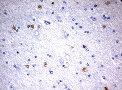 MSI1 Mouse anti-Human, Clone: UMAB127, liquid, UltraMAB 100 &mu;L; Unconjugated:Antibodies,