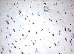 MSI1 Mouse anti-Human, Clone: UMAB127, liquid, UltraMAB 100 &mu;L; Unconjugated:Antibodies,