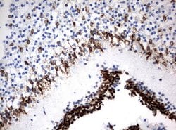 MSI1 Mouse anti-Human, Clone: UMAB127, liquid, UltraMAB 100 &mu;L; Unconjugated:Antibodies,