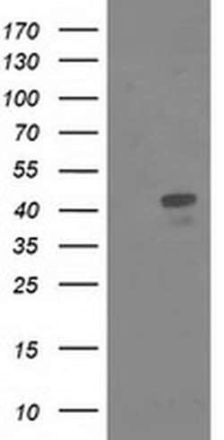MSI1 Monoclonal Antibody (OTI2H9), TrueMAB , OriGene:Antibodies:Primary