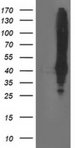 MSI1 Monoclonal Antibody (OTI2G9), TrueMAB , OriGene 30 &mu;L; Unconjugated:Antibodies,