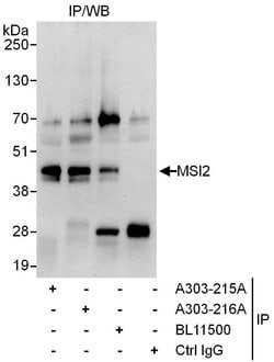 MSI2 Rabbit anti-Human, Polyclonal, Bethyl Laboratories 100 &mu;L | Buy Online | Bethyl Laboratories, Inc | Fisher Scientific